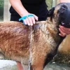 Haustier-Badesprüher – Multifunktionales Pflegewerkzeug für Hunde und Katzen
