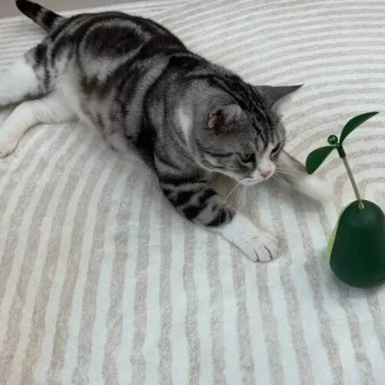 Interaktives Avocado-Wackler-Katzenspielzeug – Spannender 3-in-1-Spaß für Ihren Stubentiger