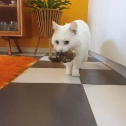 Interaktives Vogel-Katzenspielzeug – Teaser für neugierige Katzen