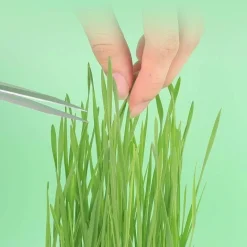 Natürliche Katzengras-Leckerlis - Gesunde Snacks aus der Dose für Katzen