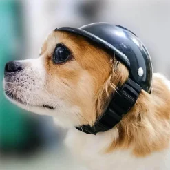 Reithelm für Haustiere – Stilvolle Sicherheitsausrüstung für Haustiere