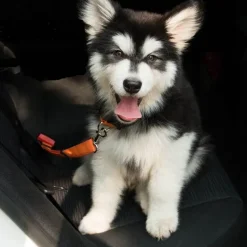 Sicherheitsgurt für Welpen – Sicherheitsgeschirr für Haustiere im Auto